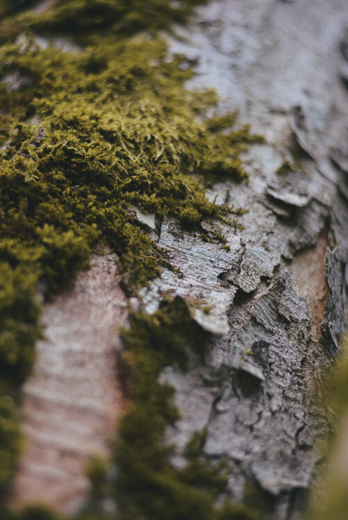 Poster Tree II