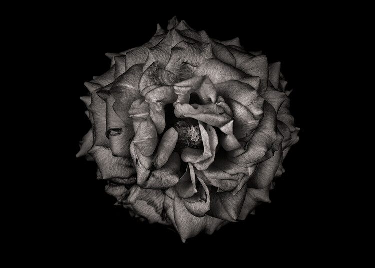 Плакат Backyard Flowers In Black And White No 77