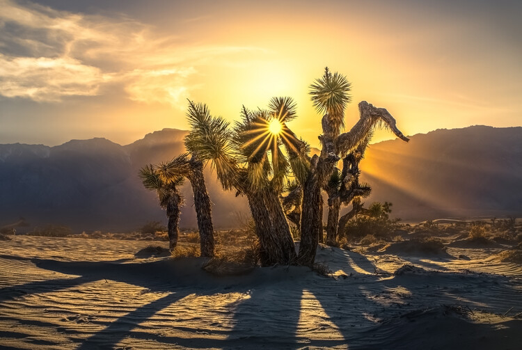 Juliste Joshua Tree