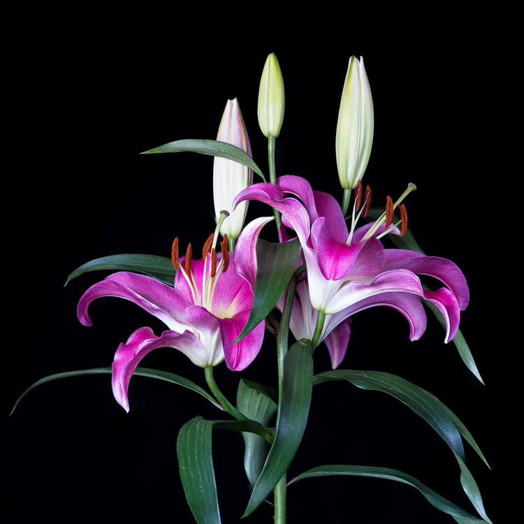 Juliste Pink Lilium