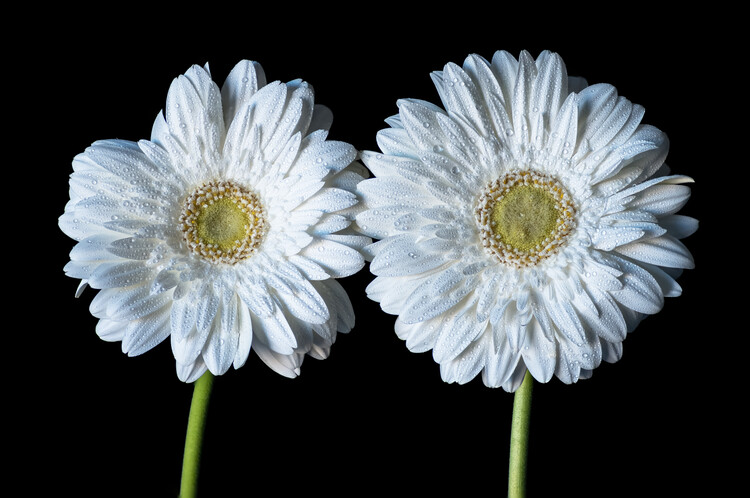 Juliste Wet Flowers