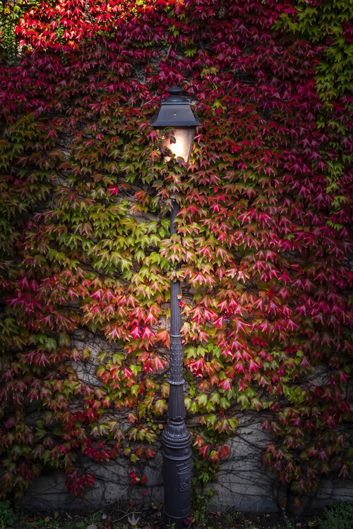 Juliste Beautiful Street