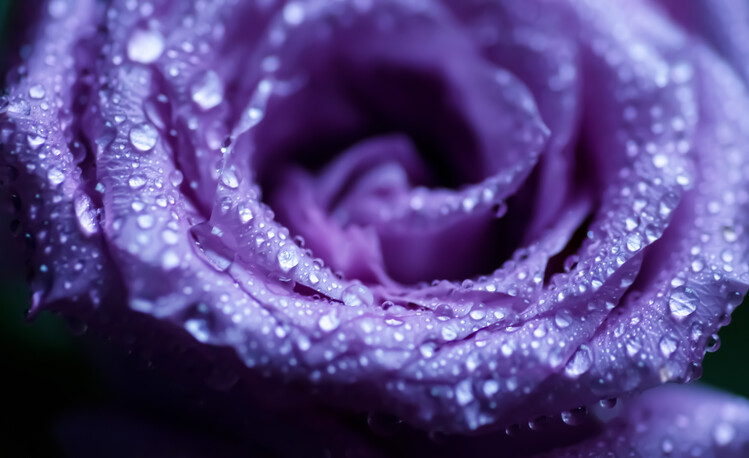 Juliste Into The Rose