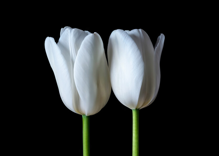 Juliste Twin Tulip
