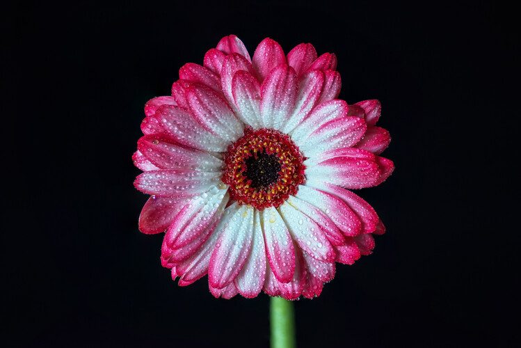 Juliste Good Morning Beauty