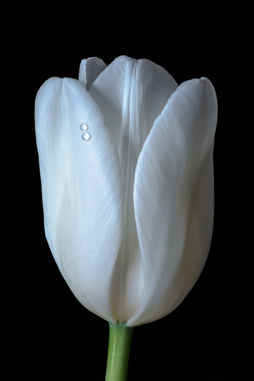 Poster Two Drops