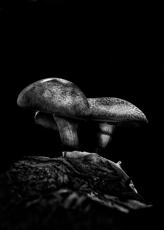 Плакат Toadstools On A Trail No 5
