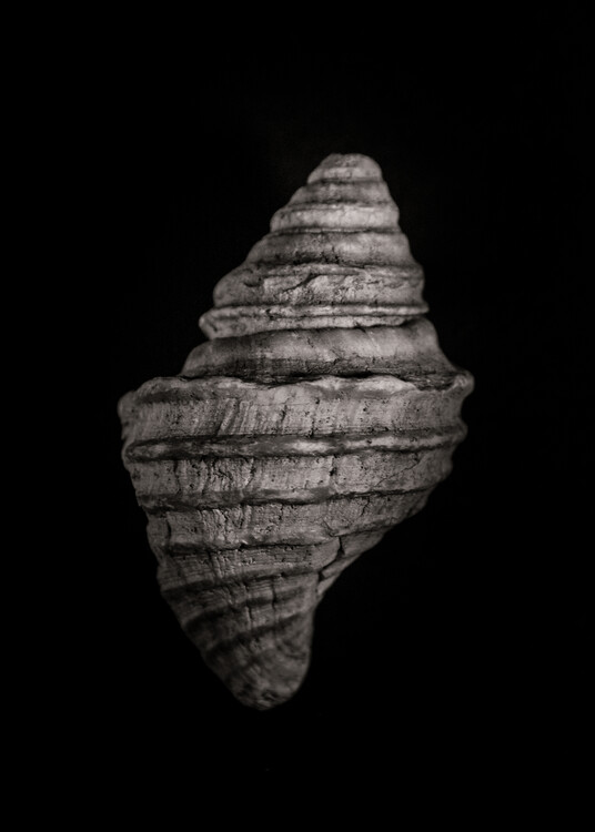 Плакат Shells No 5