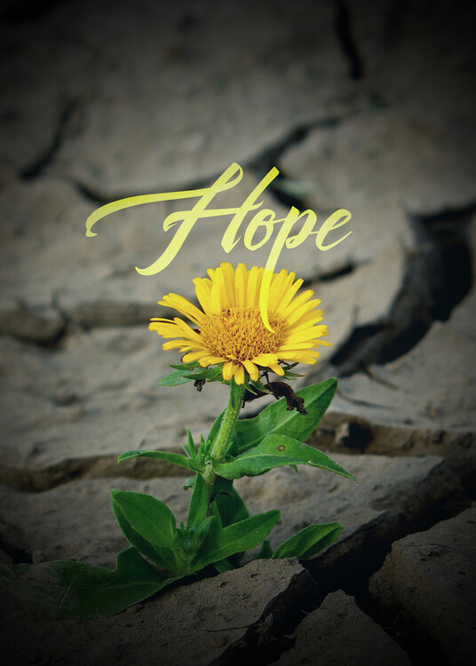 Plakát Flower Hope