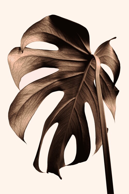 Plakát Monstera Gold