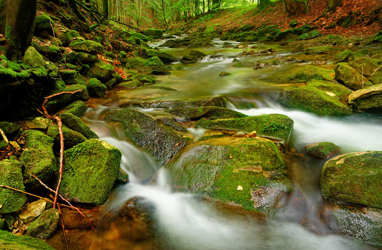 Poster Forest stream
