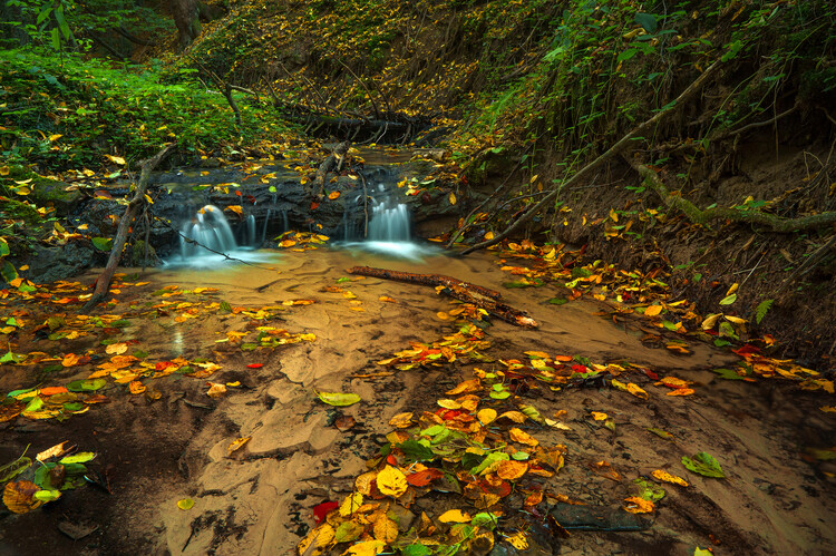 Poster Forest stream 04