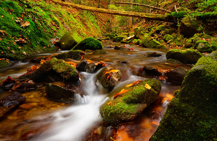 Poster Forest stream 05