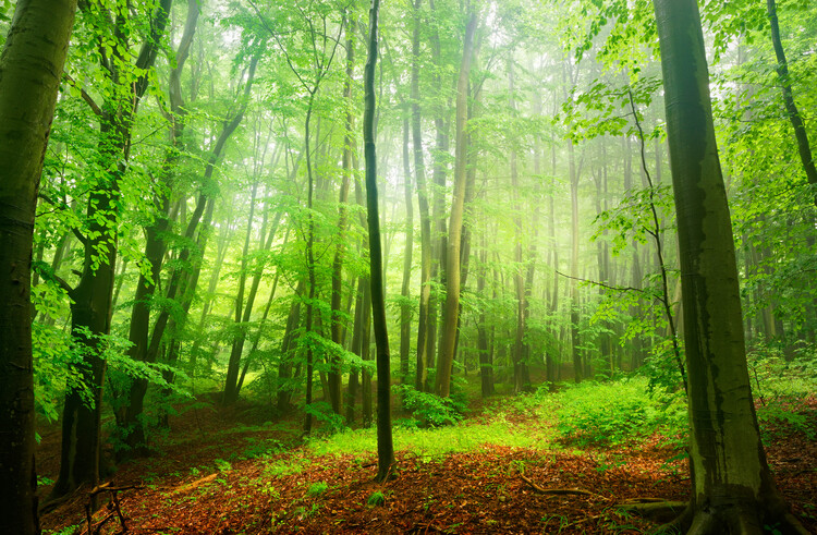 Poster Magic forest 2