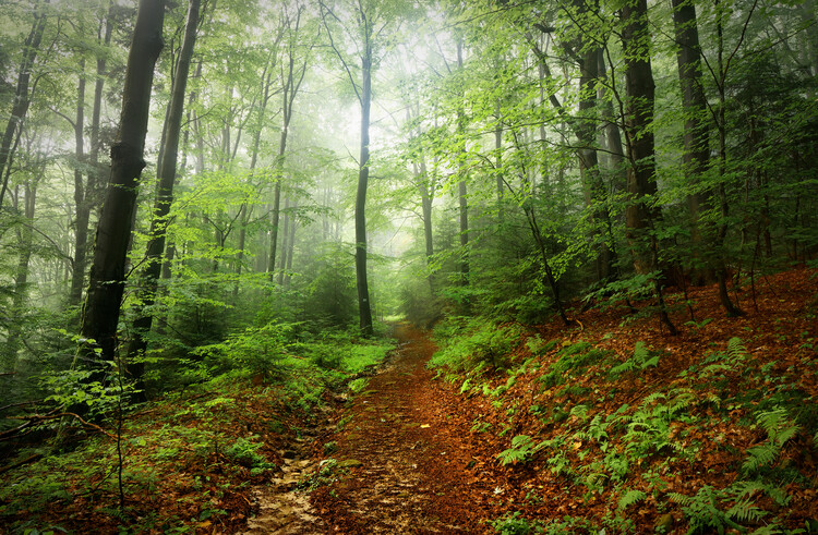 Poster Magic forest 3