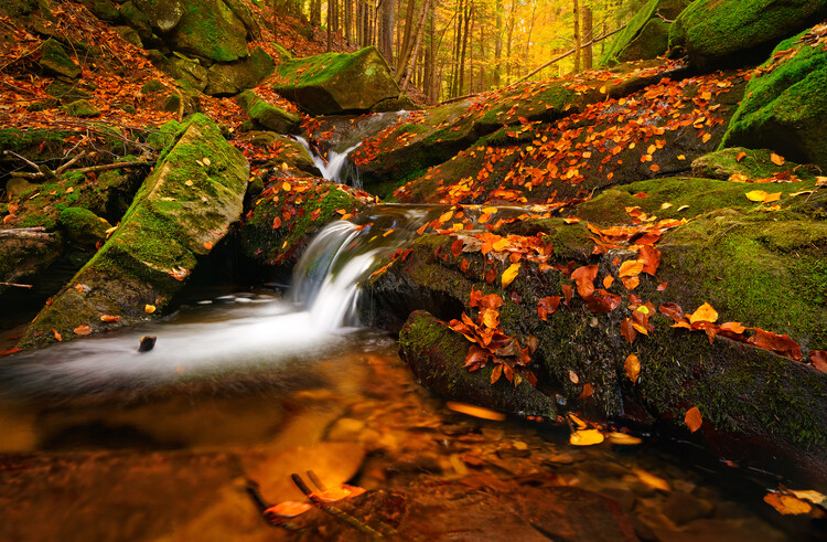 Poster Autumn stream