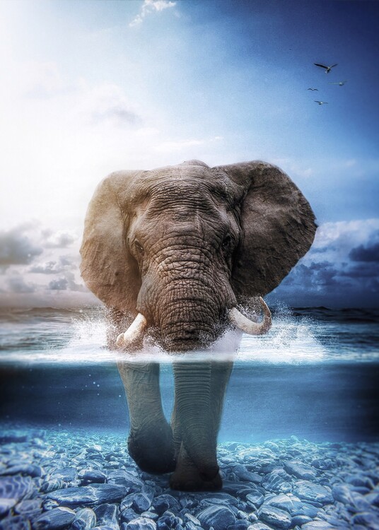 Poster Wild Elephant in the sea
