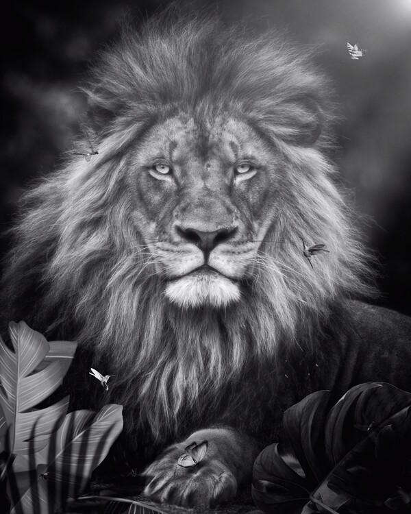Poster Lion in Black and White in jungle