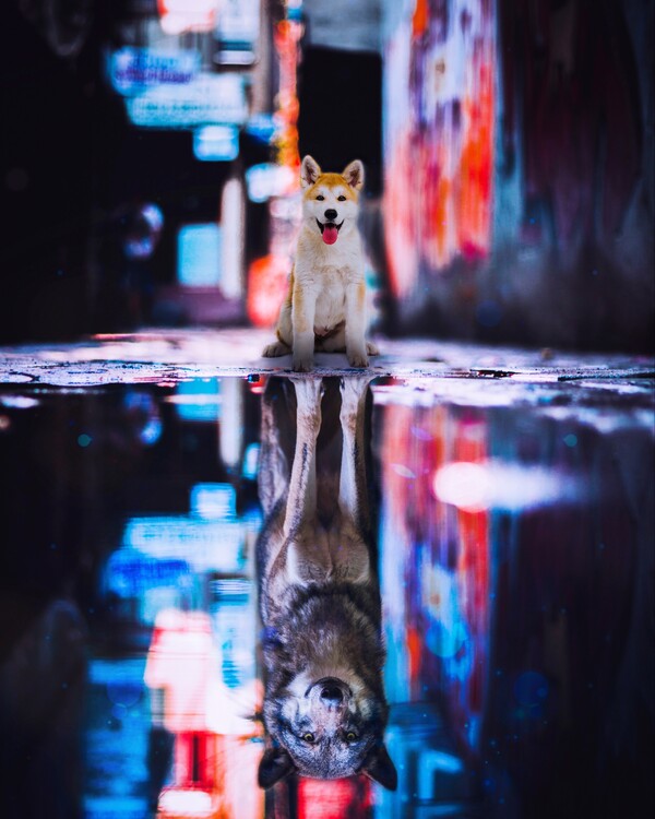 Poster Teen Wolf Puddle Reflection