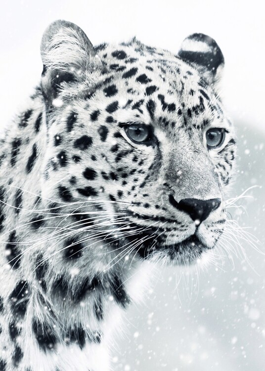 Poster White Snow Leopard Portrait