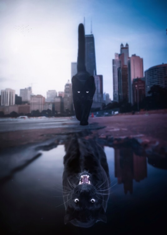 Poster Black Cat Black Panther Mirror