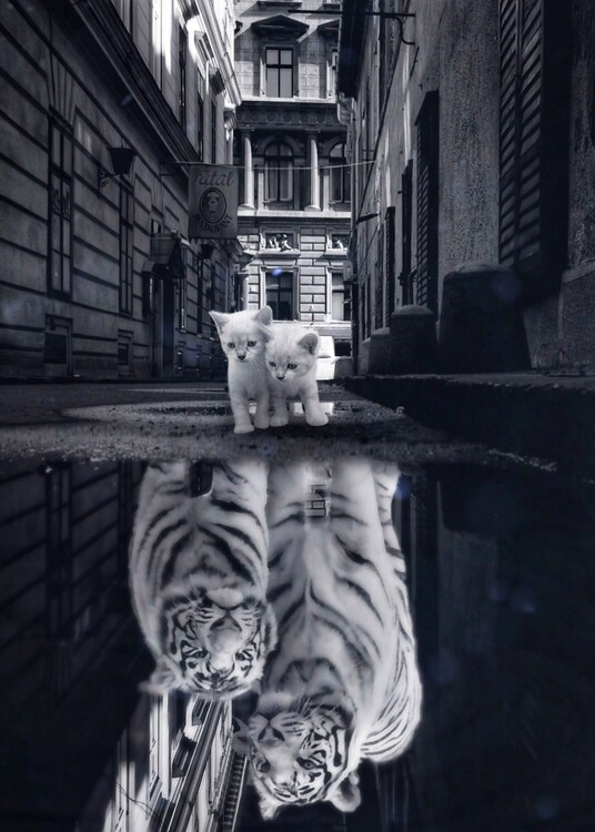 Poster When little cats become big cats