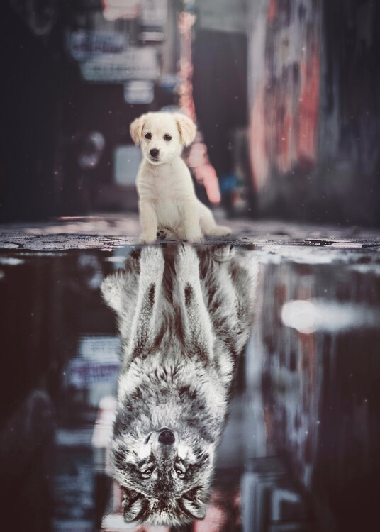 Poster Teen Wolf Dog Reflection