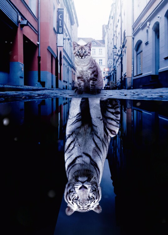 Poster Kitten and big white Tiger reflection