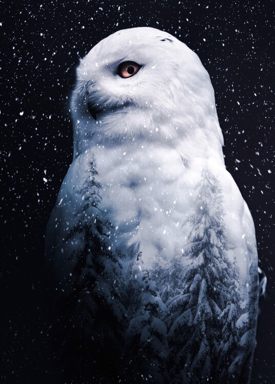 Poster The Snowy Owl and forest