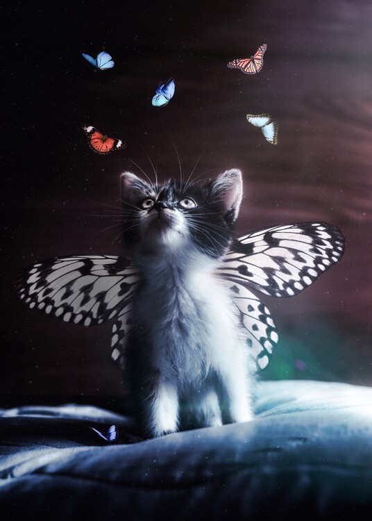Poster Cute and Adorable Butterfly Kitten