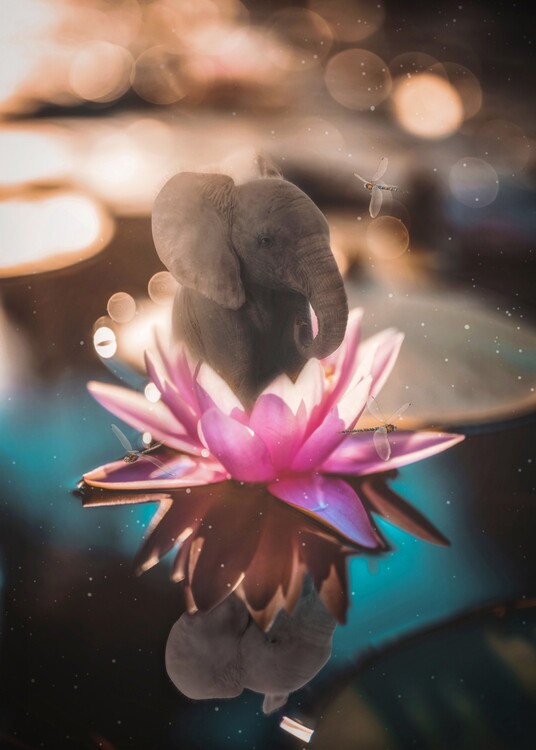 Poster Baby Elephant Pink Waterlily