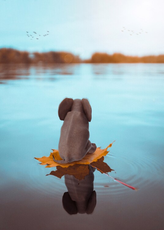 Poster Baby Elephant travel on a leaf