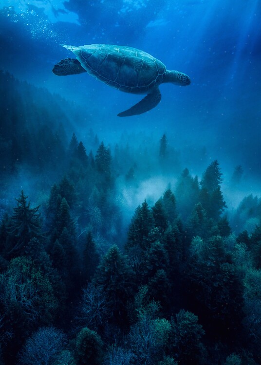 Poster A sea turtle swims over the trees