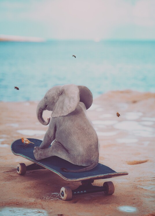 Poster Baby elephant on skateboard
