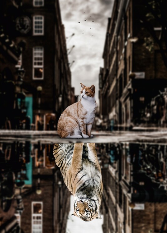 Poster Big Cat or Big Tiger puddle reflection