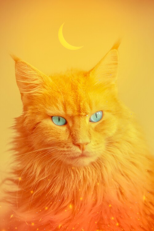 Poster Phoenix Cat Totem Animal with blue eyes
