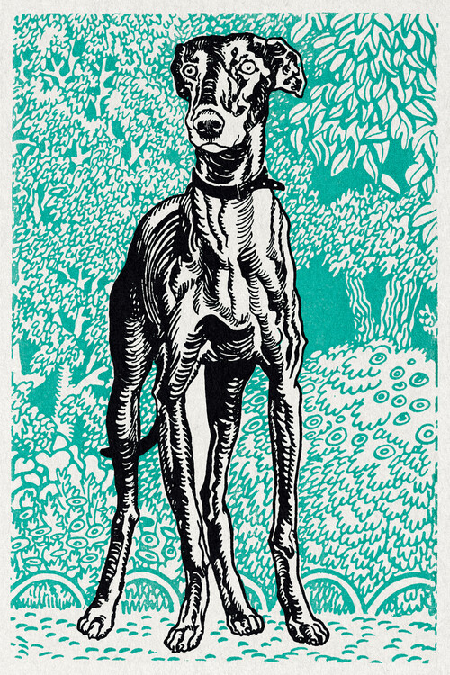 Poster Short Hair Greyhound - Moriz Jung