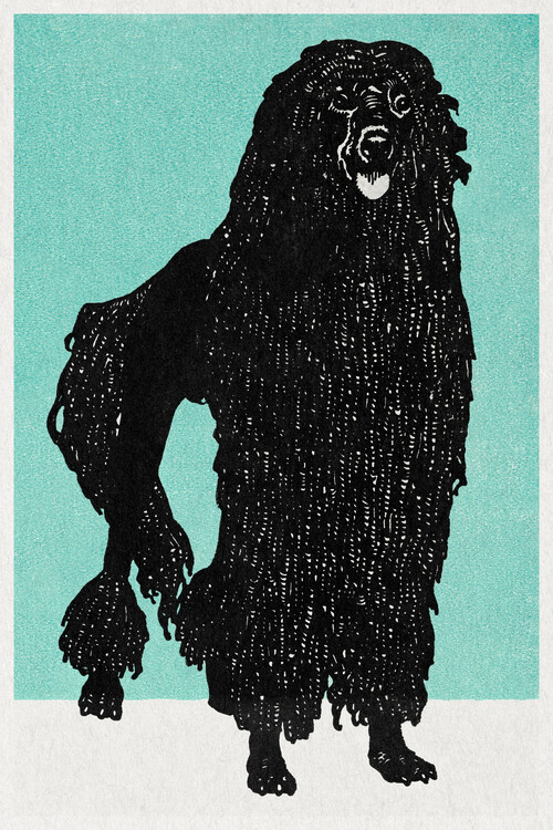 Poster Poodle (Portraits of Puppies & Dogs) - Moriz Jung