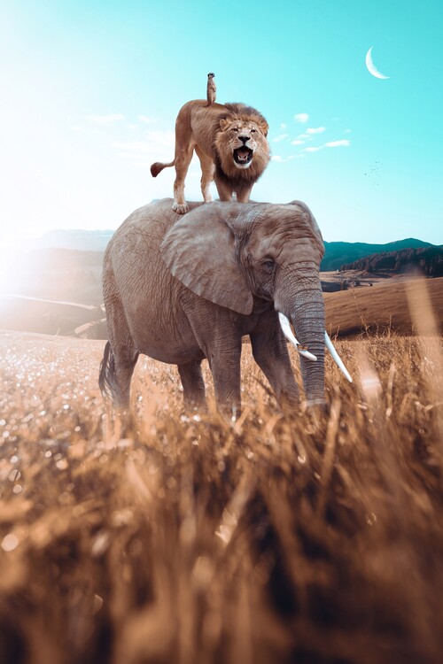 Poster Elephant, Lion and Meerkat Friendship