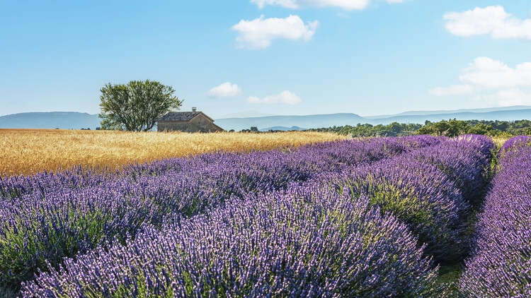 Poster Provence
