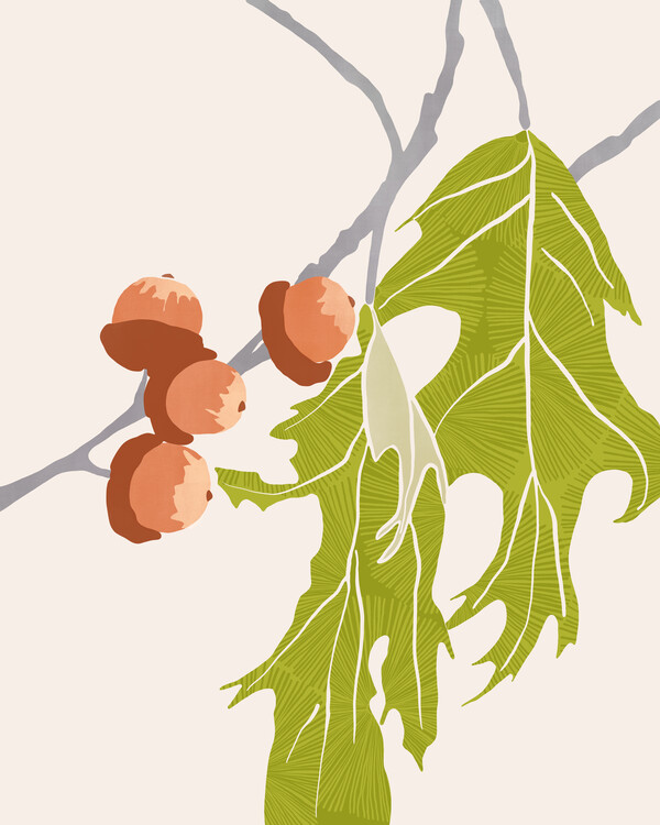 Poster Oaknuts