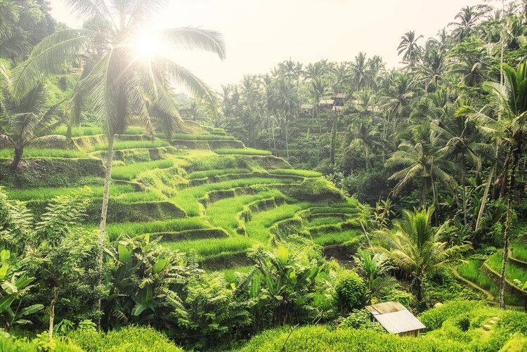 Plakát Ubud Countryside