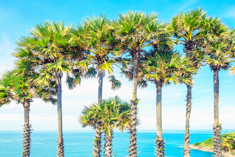 Poster Tropical view