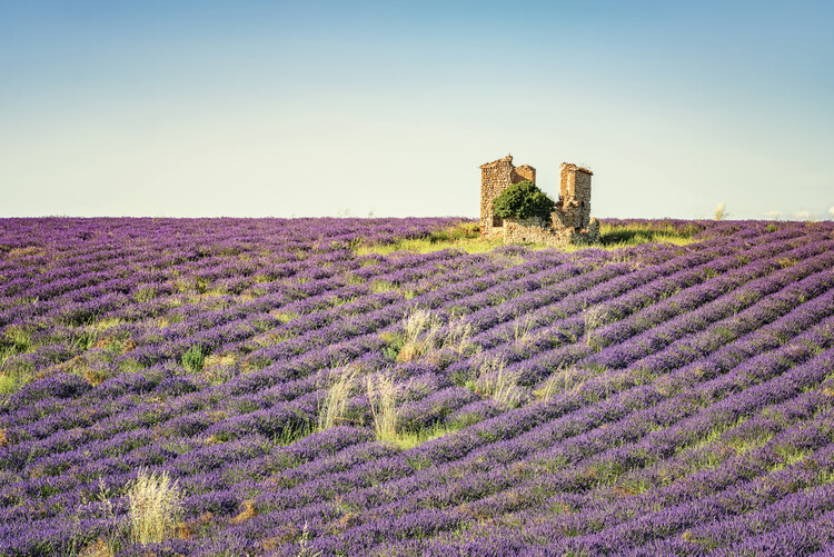 Poster Valensole