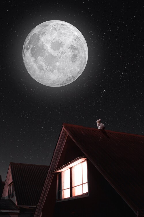 Plakát Cat on a roof with full moon and stars