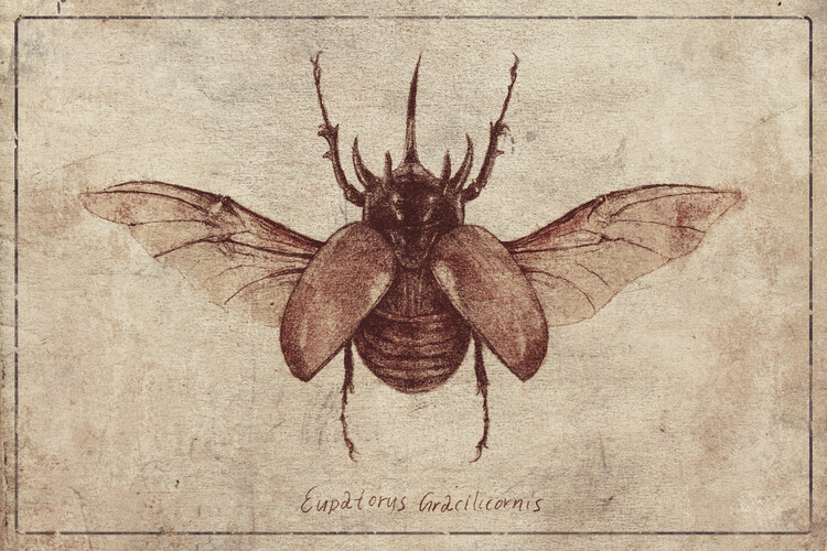 Poster Eupatorus Gracilicornis