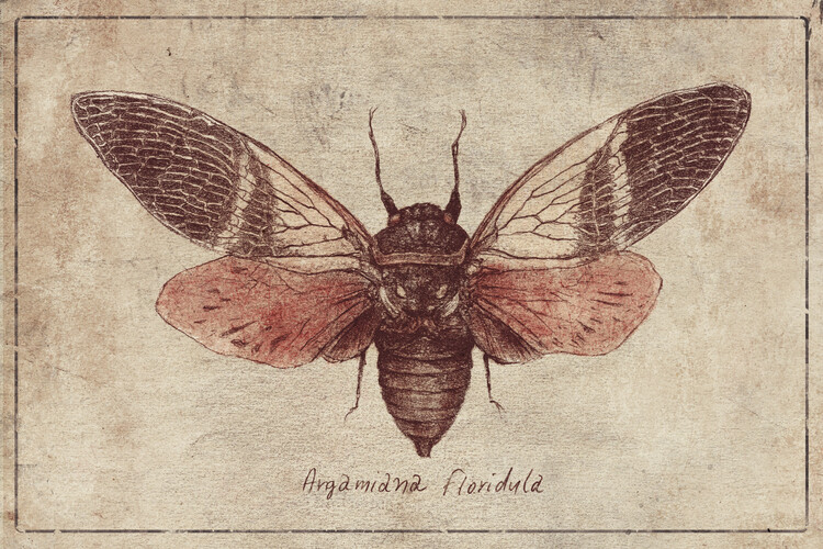 Poster Argamiana Floridula