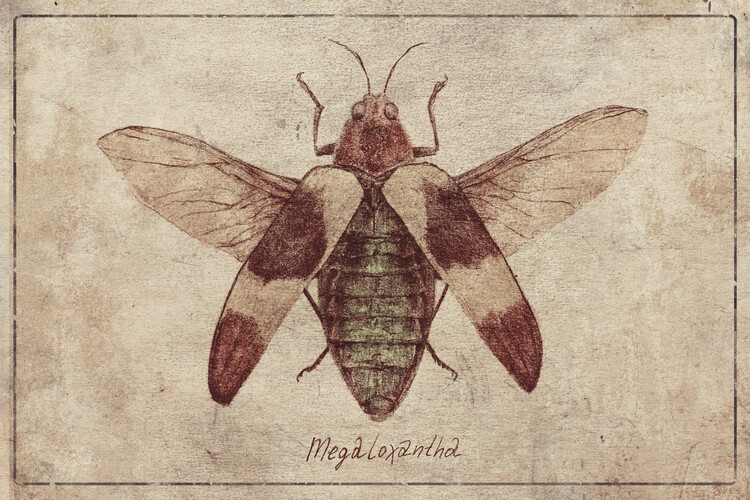 Poster Megaloxantha
