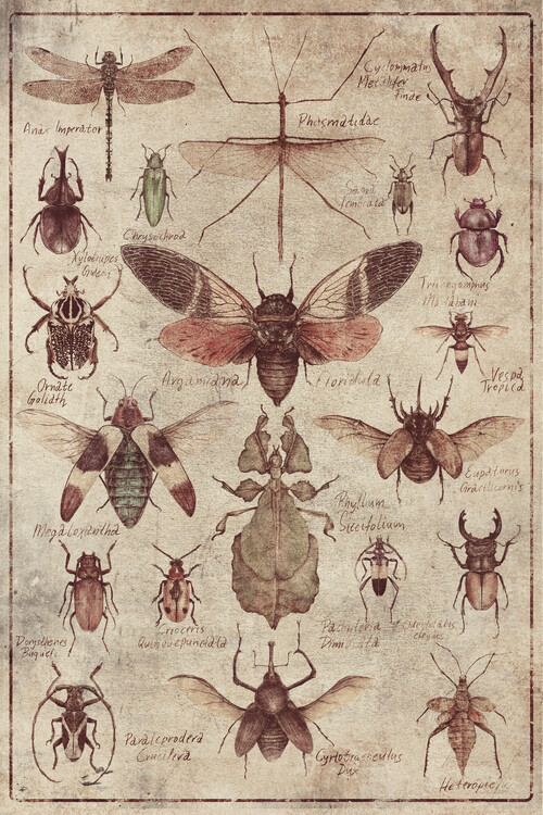 Poster Insecten