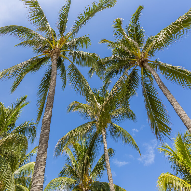 Poster Lovely Palm Trees